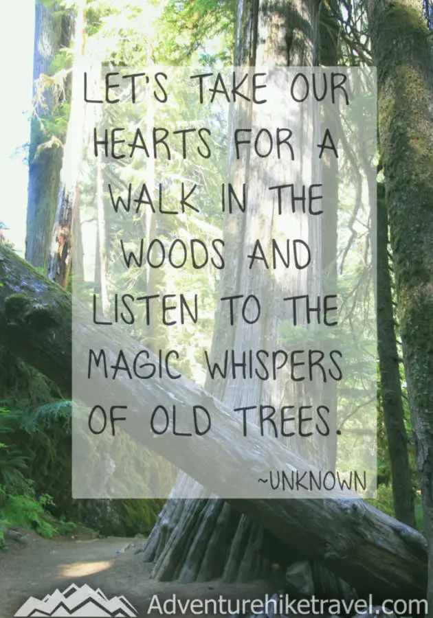30 Inspirational Sayings and Quotes about Nature: “Let’s take our hearts for a walk in the woods and listen to the magic whispers of old trees.” -Unknown