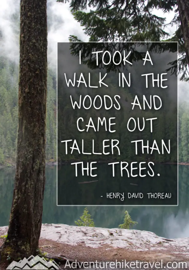 30 Inspirational Sayings and Quotes about Nature: “I took a walk in the woods and came out taller than the trees” ― Henry David Thoreau
