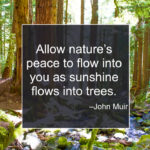 “Allow nature’s peace to flow into you as sunshine flows into trees.” - John Muir