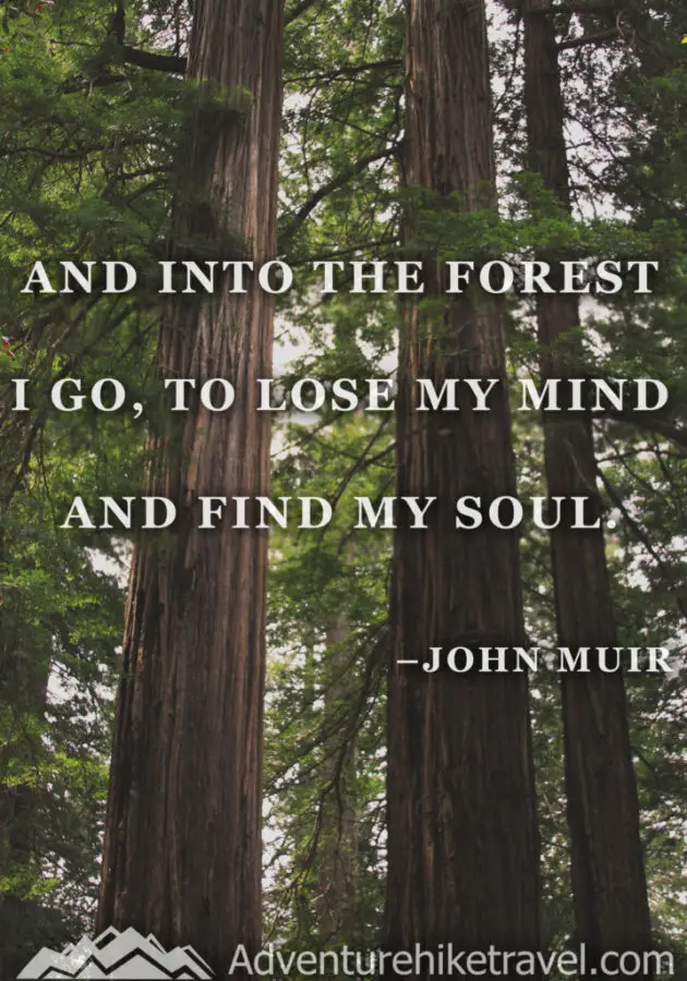 “And into the forest I go to lose my mind and find my soul.” –John Muir