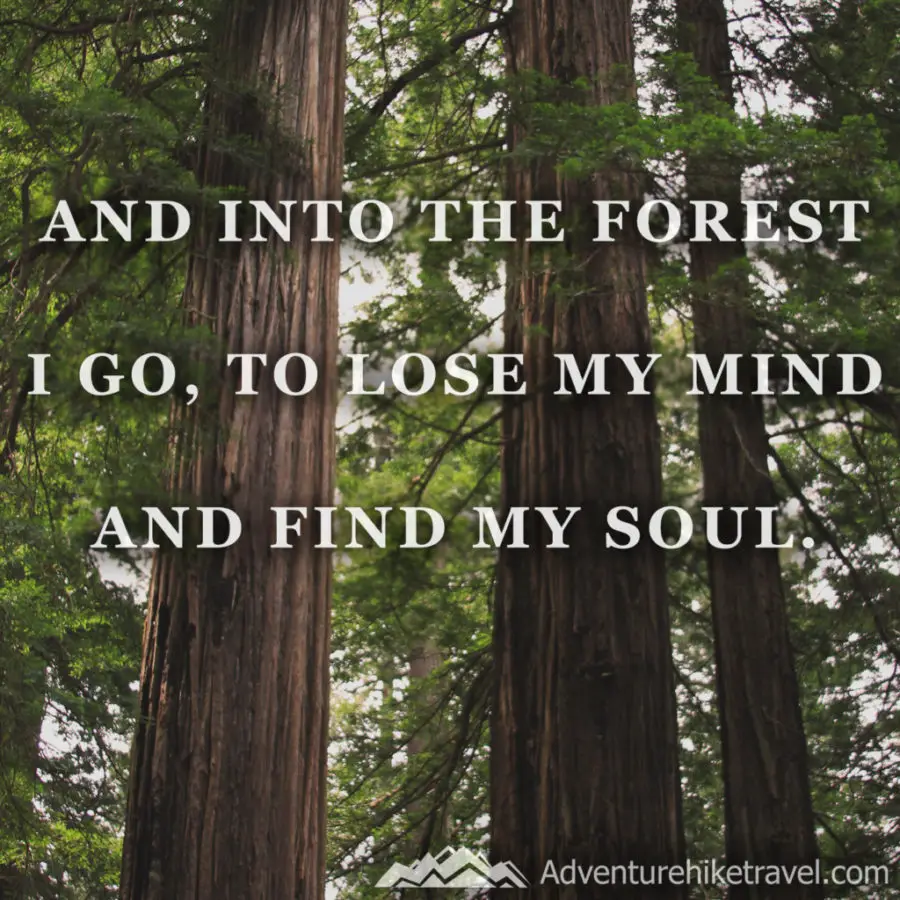 30 Inspirational Sayings and Quotes about Nature: “And into the forest I go, to lose my mind and find my soul.”