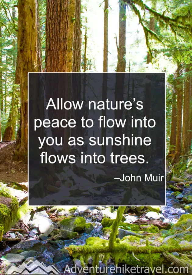 30 Inspirational Sayings and Quotes about Nature: “Allow nature’s peace to flow into you as sunshine flows into trees.” -John Muir