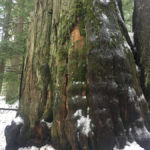 There were several scenic lookout spots where you can see the gorgeous crystal clear South Fork Snoqualmie River. Stunning old growth forest with some really massive trees. There was one particularly large Western Red Ceder (Thuja plicata) that was right along the trail. Definitely a sight to see. This pristine winter hike has a lot to offer along the way before reaching the falls.