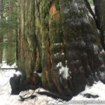 There were several scenic lookout spots where you can see the gorgeous crystal clear South Fork Snoqualmie River. Stunning old growth forest with some really massive trees. There was one particularly large Western Red Ceder (Thuja plicata) that was right along the trail. Definitely a sight to see. This pristine winter hike has a lot to offer along the way before reaching the falls.