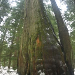 Hiking to Franklin Falls, Snoqualmie, Wa Western Red Ceder