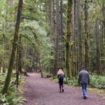 Moss covered trees. Marymere Falls Nature Trail Olympic National Park. Best Rainforest hikes in Washington State.