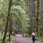 Moss covered trees. Marymere Falls Nature Trail Olympic National Park. Best Rainforest hikes in Washington State.