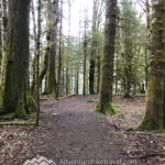 Amazing Day Hikes in Olympic National Park
