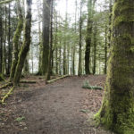 Trails Everyone Needs to Hike Around Olympic National Park