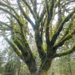 Amazing Day Hikes in Olympic National Park. Moss covered trees. Marymere Falls Nature Trail Olympic National Park. Best Rainforest hikes in Washington State.