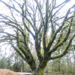 Moss covered trees. Marymere Falls Nature Trail Olympic National Park. Best Rainforest hikes in Washington State.