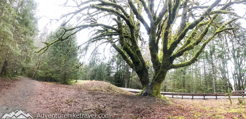 Best Trails in Olympic National Park. Moss covered trees. Marymere Falls Nature Trail Olympic National Park. Best Rainforest hikes in Washington State.