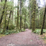 Best Trails in Olympic National Park. Moss covered trees. Marymere Falls Nature Trail Olympic National Park. Best Rainforest hikes in Washington State.