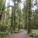 Easy Day Hikes in the Rainforest of Olympic National Park. Great hikes for kids in Washington state best family-friendly trails. Marymere Falls.
