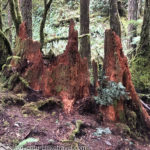 Easy Day Hikes in the Rainforest of Olympic National Park. Great hikes for kids in Washington state best family-friendly trails. Marymere Falls.