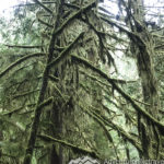 Moss covered trees. Marymere Falls Nature Trail Olympic National Park. Best Rainforest hikes in Washington State.