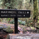 Easy Hike in Olympic National Park Marymere Falls, Barnes Creek