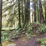 Washington's best family-friendly trails. Marymere Falls Nature Trail Olympic National Park