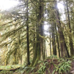 Washington's best family-friendly trails. Marymere Falls Nature Trail Olympic National Park