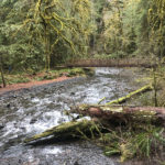 Barnes Creek Bridge. Barnes Creek is a small stream that flows into Crescent Lake. Marymere Falls Nature Trail Olympic National Park. Washington's best family-friendly trails.