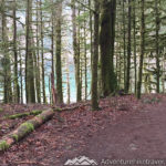 Moss covered trees. Marymere Falls Nature Trail Olympic National Park. Best Rainforest hikes in Washington State.