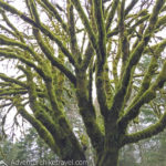 best rainforest hikes in olympic national park