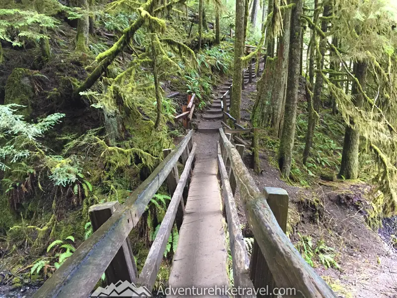 Wooden bridge over Barnes Creek Olympic National Park