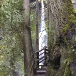 Trails Everyone Needs to Hike Around Olympic National Park