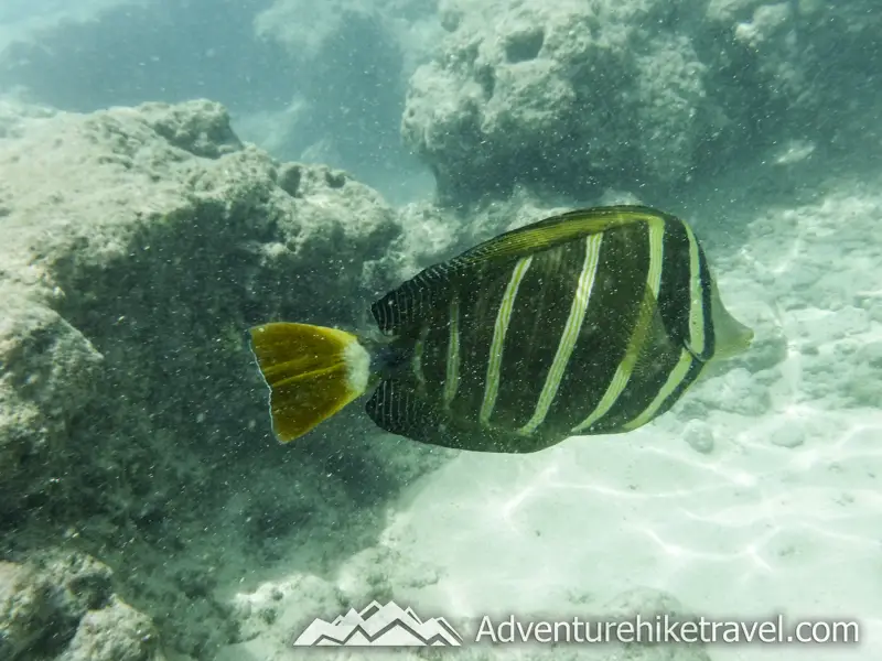 Snorkeling Shark’s Cove on the North Shore