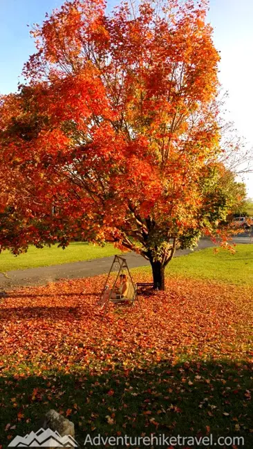 Fall Colors in virginia. travel guide. Brilliant fall colors draw visitors to Virginia and other southern and eastern states during autumn. When we visited in October, however, this tree at our friend’s home was the most vibrant example we saw. Most of the trees in the hills still wore their green foliage thanks to the high temperatures they’d experienced. Even without the changing colors, fall is a comfortable time of year to visit, especially October, with temperatures from the 60’s to 70’s and less humidity than in the summer.