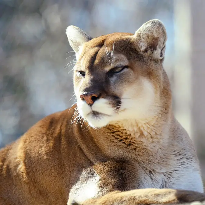 Hiking at Night Mountain Lion Sounds