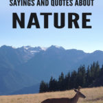 30 Inspirational Sayings and Quotes about Nature: For those who love the outdoors and the beautiful world around them, we have collected 30 Inspirational Sayings and Quotes about Nature. In this fast-paced society, we sometimes forget how refreshing it can be to take a step back and reconnect with our natural surroundings. To just unplug from the hustle and bustle can be refreshing. Hopefully, after reading these quotes you will be inspired to turn off your phone, go outside, and take a moment to enjoy the natural beauty of the earth.