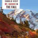 5 Reasons You Should Visit Mt. Rainier in the Fall: Are you one of the many people who have only visited Mt. Rainier National park during the summer months? Then you have been missing out! Mt. Rainier in the fall is absolutely stunning. The mountain is lit with fiery fall colors. Blazing golds, deep reds, vibrant yellows all painting the hills and valleys before this sleeping giant. If you have yet to experience this intense dramatic fall landscape we have put together 5 Reasons You Should Visit Mt. Rainier in the Fall.