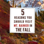 5 Reasons You Should Visit Mt. Rainier in the Fall: Are you one of the many people who have only visited Mt. Rainier National park during the summer months? Then you have been missing out! Mt. Rainier in the fall is absolutely stunning. The mountain is lit with fiery fall colors. Blazing golds, deep reds, vibrant yellows all painting the hills and valleys before this sleeping giant. If you have yet to experience this intense dramatic fall landscape we have put together 5 Reasons You Should Visit Mt. Rainier in the Fall.