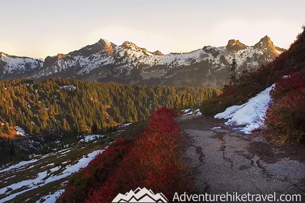 Amazing Fall Colors The best time to catch Mt. Rainier in her full fall color glory is between Mid-October and November. Most of the vivid colors blanketing the paradise area are from Vine Maple, high elevation Huckleberry bushes. and Larches. During the golden hour before sunset, the mountain is cast in spectacular fiery gold, red, and orange hues that look like something out of a painting instead of real life.