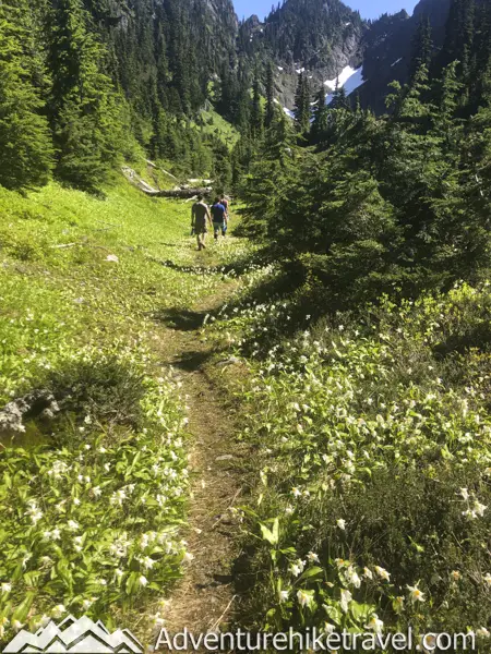 Milk Lake is a Hidden Gem in Olympic National Park Just a Short Hike Past Upper Lena Lake. If you have hiked all the way out to Upper Lena Lake and are still up for more hiking make sure you don't miss Milk Lake. This tiny glacier-fed lake is absolutely stunning with its turquoise blue waters. The vibrant colors of the lake in contrast with the lush green meadow filled with Avalanche Lillys is definitely an Olympic National Park must-see for those who are up for the challenge of backpacking for miles over rugged terrain.