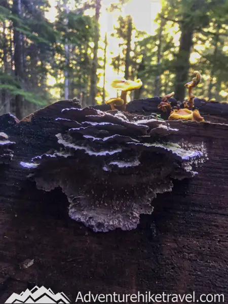 Mushrooms along trail for Upper Lena Lake. Lower Lena Lake makes for a nice quick stop to catch your breath, snap a few pictures, take in the view, and eat your first trail snack. After a quick break at the Lower Lena Lake viewpoint, the trail is gradual for another mile or so with views of Lena Creek. Over the next mile, you pass by many unique mushrooms growing on mossy logs and pass by a brushy meadow.