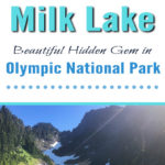 Milk Lake is a Hidden Gem in Olympic National Park Just a Short Hike Past Upper Lena Lake. If you have hiked all the way out to Upper Lena Lake and are still up for more hiking make sure you don't miss Milk Lake. This tiny glacier-fed lake is absolutely stunning with its turquoise blue waters. The vibrant colors of the lake in contrast with the lush green meadow filled with Avalanche Lillys is definitely an Olympic National Park must-see for those who are up for the challenge of backpacking for miles over rugged terrain.