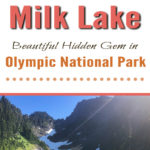 Milk Lake is a Hidden Gem in Olympic National Park Just a Short Hike Past Upper Lena Lake. If you have hiked all the way out to Upper Lena Lake and are still up for more hiking make sure you don't miss Milk Lake. This tiny glacier-fed lake is absolutely stunning with its turquoise blue waters. The vibrant colors of the lake in contrast with the lush green meadow filled with Avalanche Lillys is definitely an Olympic National Park must-see for those who are up for the challenge of backpacking for miles over rugged terrain.