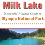 Milk Lake is a Hidden Gem in Olympic National Park Just a Short Hike Past Upper Lena Lake. If you have hiked all the way out to Upper Lena Lake and are still up for more hiking make sure you don't miss Milk Lake. This tiny glacier-fed lake is absolutely stunning with its turquoise blue waters. The vibrant colors of the lake in contrast with the lush green meadow filled with Avalanche Lillys is definitely an Olympic National Park must-see for those who are up for the challenge of backpacking for miles over rugged terrain.