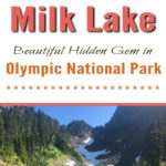 Milk Lake is a Hidden Gem in Olympic National Park Just a Short Hike Past Upper Lena Lake. If you have hiked all the way out to Upper Lena Lake and are still up for more hiking make sure you don't miss Milk Lake. This tiny glacier-fed lake is absolutely stunning with its turquoise blue waters. The vibrant colors of the lake in contrast with the lush green meadow filled with Avalanche Lillys is definitely an Olympic National Park must-see for those who are up for the challenge of backpacking for miles over rugged terrain.