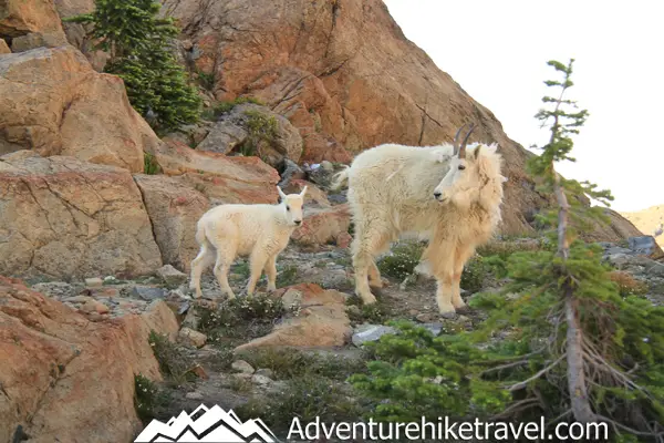 If you have never seen a mountain goat and want to see one, this is the place to go! Mountain goats are at Lake Ingalls and Headlight Basin in abundance!