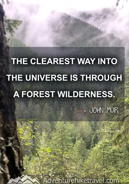 “The clearest way into the Universe is through a forest wilderness.” - John Muir