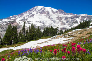 Mount Rainier in One Day: Best Hikes and Scenic Stops for a Day Trip ...