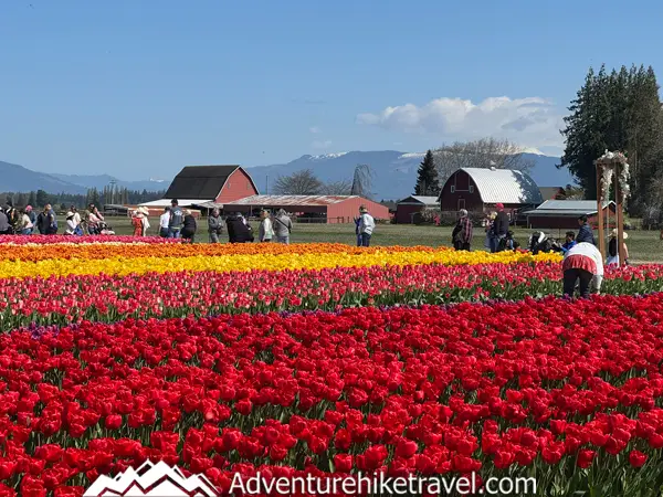 Why Tulip Town Is a Must-See Stop During the Skagit Valley Tulip Festival Tulip Town in Mount Vernon, WA is a top stop at the Skagit Valley Tulip Festival! 🌷 Explore 6 acres of tulips, food trucks, and epic photo spots. Plan your visit now! #SkagitValleyTulipFestival #TulipTown #WashingtonTulips #SpringTravel #FlowerFestival