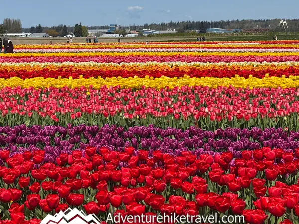Why Tulip Town Is a Must-See Stop During the Skagit Valley Tulip Festival Ready for spring adventures? 🌷 Visit Tulip Town at the Skagit Valley Tulip Festival for rows of tulips, food, and unforgettable photos! Learn more about visiting in this blog guide.
