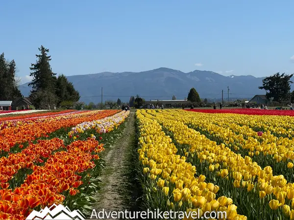 Why Tulip Town Is a Must-See Stop During the Skagit Valley Tulip Festival Tulip Town in Mount Vernon, WA is a top stop at the Skagit Valley Tulip Festival! 🌷 Explore 6 acres of tulips, food trucks, and epic photo spots. Plan your visit now! #SkagitValleyTulipFestival #TulipTown #WashingtonTulips #SpringTravel #FlowerFestival
