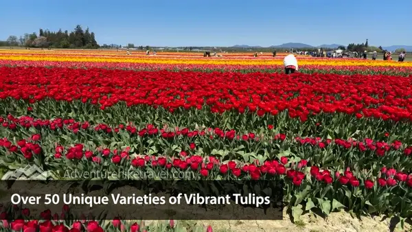 Why Tulip Town Is a Must-See Stop During the Skagit Valley Tulip Festival Colorful tulips, mountain views & springtime magic! See why Tulip Town is a top destination during the Skagit Valley Tulip Festival. Blog post includes tips, photos & everything to know.
