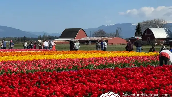 Why Tulip Town Is a Must-See Stop During the Skagit Valley Tulip Festival See why Tulip Town is a must-visit at the Skagit Valley Tulip Festival in Washington State. 🌷 With mountain views, family fun, and rows of colorful tulips, it’s the perfect spring getaway. #TulipFestival #SpringinWashington #TulipFields #TravelWashington