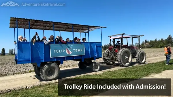 Why Tulip Town Is a Must-See Stop During the Skagit Valley Tulip Festival Best place to see tulips in Washington? 🌷 Tulip Town! Learn everything you need to know in this travel guide to the Skagit Valley Tulip Festival. #SkagitTulipFestival #WAGetaways #FlowerSeason #NatureTravel #RoadTripUSA